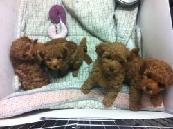 10 weeks old toy poodle for rehoming