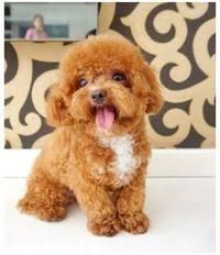 AKC Pure Toy Poodle Puppies