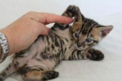 Beautiful Toyger kittens with very loving