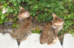Stunning Rosetted Male And Female Bengal Cats