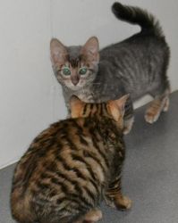 Stunning male and female Toyger kittens