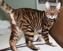 Rare Hypoallergenic Toyger Kittens Available Now