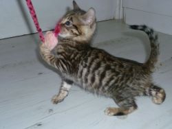 Toyger Kitten Available