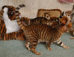 Toyger Kittens Available