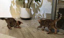 Toyger kittens available as pets