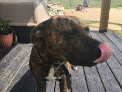 Chino (treeing tennessee brindle)