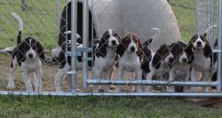 PKC and UKC Treeing Walker coon puppies
