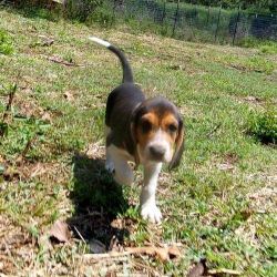 Perfect Peace Treeing Walker Coonhound Puppies .