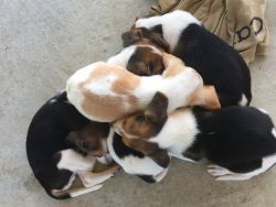 Adorable puppy’s for sale