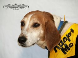 Sweetwater Valley Dog Rescue