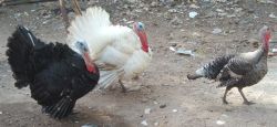 Home living Turkey For Sale