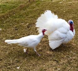 Friendly and home grow white turkey.