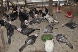 Turkey Birds For Sales