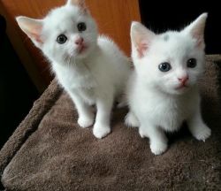 2 turkish angora kittens for sale
