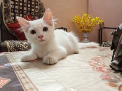 Pure white cat