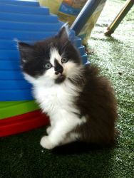 7 weeks old male long haired b/w