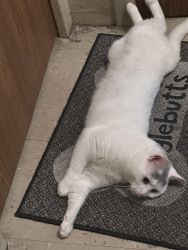 Free male 18 months He is a Turkish Angora or Turkish Van mix cat