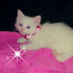 Turkish Angora kittens white babys with blue eyes