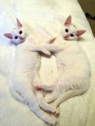 Gorgeous pure white Turkish Angora Kittens