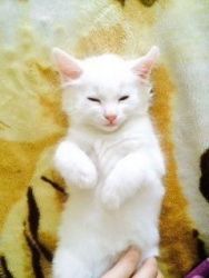 Beautiful Fluffy White Turkish Angora Kittens