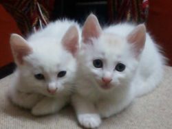 3 Beautiful Turkish Angora Kittens In India