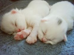 Beautiful Turkish Angora Kittens