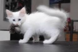 Turkish angora kittens for sale