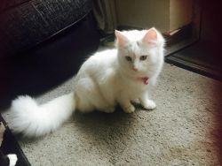 Turkish Angora Kitten For Re-homing.