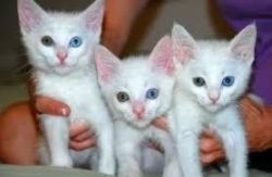 three beautiful turkish angora kittens available