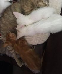 Turkish Angora Kittens For Sale