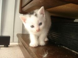 Pedigree Turkish Angora kittens for sale.