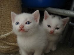 Beautiful Turkish Angora Kittens For Sale