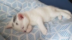 Turkish Angora kitten.