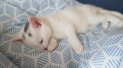 white Turkish Angora kitten