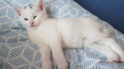 Turkish Angora kitten