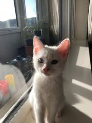 Angorakhao Manee Kittens For Sale