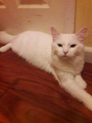 Turkish Angora kitten cat girl white fluffy