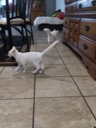 Adopt a white kitten