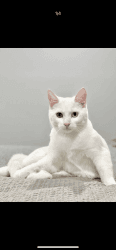 Heterochromic white cat 1 year female