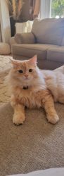 Persian Moon Face Male Cat for sale