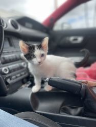 Purebred 8 Week Old Odd-Eyed Female Turkish Van Kitten