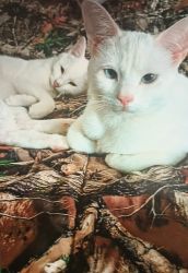 Beautiful white cats