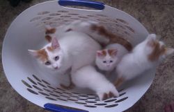 Adorable Turkish Van Kittens for Sale