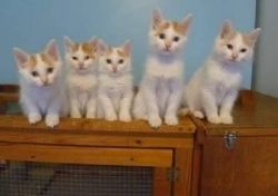 Pedigree Turkish Van kittens for sale
