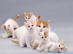 Beautiful Males And Females Turkish Van Kittens