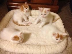 Turkish Van Kittens for Adoption