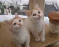 Gorgeous naughty Turkish Van kittens for sale