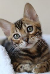 Pure Bred Pedigree Bengals Ready for sale
