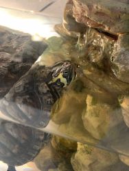 1 year old turtle for sale