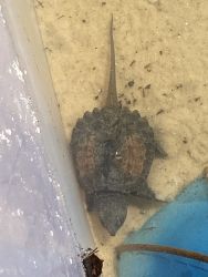 Alligator snapping turtle - baby
